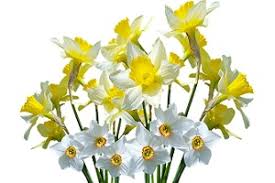 Narcissus Flower Encourages Fulfillment Of Potential Talent Fengshuied