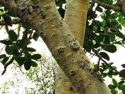 Image result for Ficus bubu