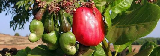 Côte d'Ivoire is a leading example in processing cashew nuts | CBI