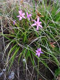 Image result for Xerophyta zimbabwensis