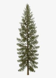 Tree foliage is turning light green, yellow, orange or red. Pine Tree Png Svg Black And White Douglas Fir Tree Png Free Transparent Png Download Pngkey