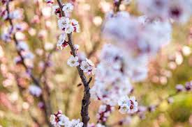 Maybe you would like to learn more about one of these? 132 821 Flowers Sunshine Photos Free Royalty Free Stock Photos From Dreamstime