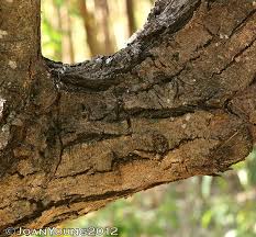 Image result for Acacia mellifera