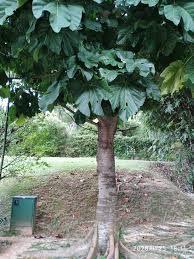Image result for Cola mossambicensis