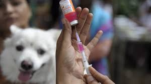Maybe you would like to learn more about one of these? How To Get A Free Shots For Your Dog In Hillsborough County Wtsp Com