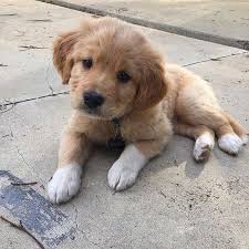 Zarina Adli Kullanicinin Animals Panosundaki Pin Golden Retriever Hayvanlar Kopek