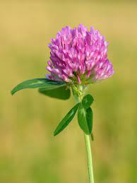 Reve flower & balloon decoration. Trifolium Pratense Wikipedia