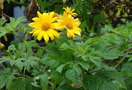 Image result for Tithonia diversifolia