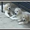 Petfinder/golden treasures golden retriever rescue inc levi. 1
