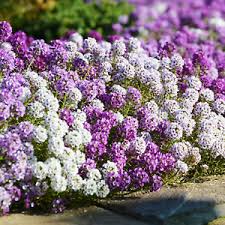 I have already written an article about fast growing. Approx 300 Alyssum Lobularia Seeds Container Gardening Flower Uk Fast Despatch Ebay