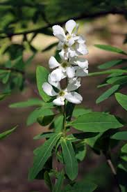 Image result for Exochorda