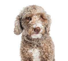 Encontre os melhores vídeos gratuitos de cão de água espanhol. Close Up De Um Cao De Agua Espanhol 1 5 Anos Velho Foto De Stock Imagem De Fundo Isolado 89218480