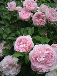 Buy the redoute rose collection at roy kirkham, staffordshire. Redoute Melvilles Roses