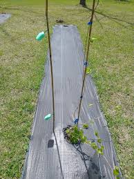 We did not find results for: Irish Spring Soap For Deer Deterrent General Fruit Growing Growing Fruit