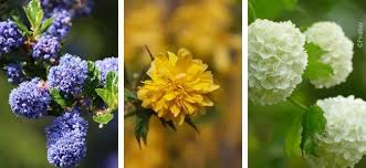 Tes arbustes et tes fleurs sont magnifiques, elles doivent être chouchoutées. Top 25 Des Arbustes Pour Une Haie Fleurie