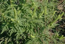 Vezi comentarii si poze despre ambrozie, pe aflacum.ro! Ambrosia Artemisiifolia Lumea Satului