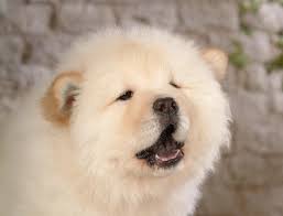 صور وخلفيات كلب تشاو تشاو cute big dogs cute white dogs chow chow dogs