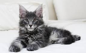 Our kittens are raised as part of our family from the minute they are born. Maine Coon Kittens For Sale Near Me Petfinder