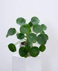 Pilea spruceana is a cute little spreading variety of plant. Pilea Peperomioides Online Kaufen Farnwerk Design Lebt