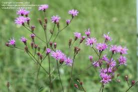 Many flower colors and foliage types available, browse our online catalog and save! Plant Identification Closed Purple Wildflower Weed Central Florida 1 By Onalee