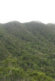 Image result for Hydrostachys myriophylla