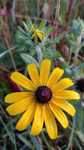 Image result for Rothia hirsuta