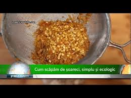 Desi se crede ca soarecii sunt atrasi de brânza, acestia au tendinta de a prefera alimente care sunt mai bogate în carbohidrati. Cum ScÄpÄm De Èoareci Simplu Èi Ecologic 11 07 2019 Youtube