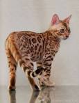 Bengal Cat Breed Information, Pictures, Behavior and Care