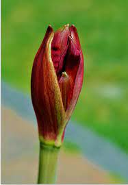 Amaryllis Flower Bud Amaryllis Flowers Flower Bud Flowers