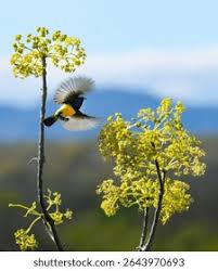 Image result for Habenaria debeerstiana