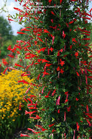 Image result for Manettia