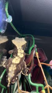 I have a 2-3 year old male crested gecko for rehoming with a few comes with  his 16x16x30 bioactive tank and everything he needs his lights and food  located in gas city