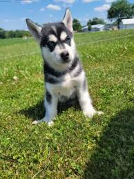 Favorite this post jul 15 puppies. German Shepherd Husky Puppies For Sale Lancaster Puppies