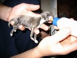Jul 23, 2021 · the italian greyhound is a sensitive breed of dog and the positive reinforcement method is best for them. Italian Greyhound Having Puppies