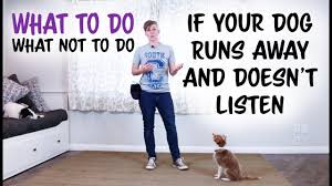 How to train your dog to run with you teach loose leash walking first. What To Do And What Not To Do If Your Dog Runs Away And Doesn T Listen Youtube