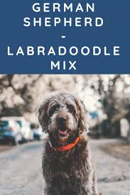 If the album does not show, please refresh the page to try again. German Shepherd Labradoodle Mix Facts Labradoodle Home