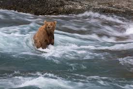 To support, hold… see definitions of bear. Alaska Is The Best Place To See Wild Bears A New Mine Could Change That