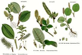 Image result for Salicaceae