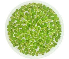 Image result for Spirodela