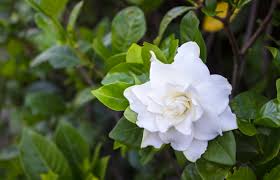 How Long Do Gardenias Live