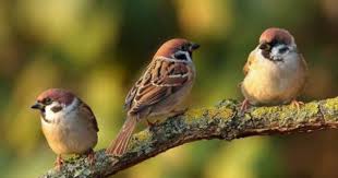 Black And White Spotted Bird Uk 3 Tree Sparrows 70 Pieces Bird Photo Beautiful Birds Little Birds