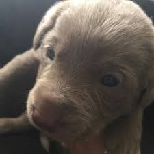 There is now also a silver and charcoal colored lab. Silver Labrador Puppies For Sale For Sale In Denver Colorado Classified Americanlisted Com