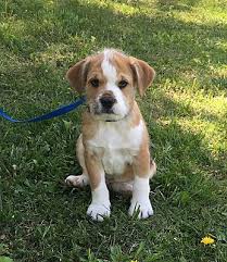 We did not find results for: Dog Adoption Albany Ny Area