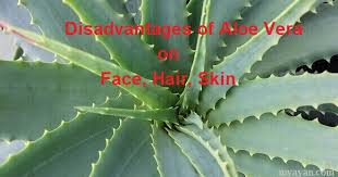 The most commonly used form for skin conditions is a plant called aloe barbadensis miller. Disadvantages Of Aloe Vera On Face Hair Skin Gel Juice