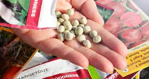 Seed pelleting is the process of adding inert materials to seeds increasing their weight, size and shape. Seed Speak Understanding Seed Catalog Terminology Farmers Almanac