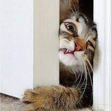 Funny Cat Pictures No Swear Words Cat Best Of The Funny Meme Gatos Bonitos Gatos Cats Gatos Kawaii