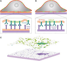 We did not find results for: Frontiers Interplay Between Receptor Ligand Binding And Lipid Domain Formation Depends On The Mobility Of Ligands In Cell Substrate Adhesion Molecular Biosciences