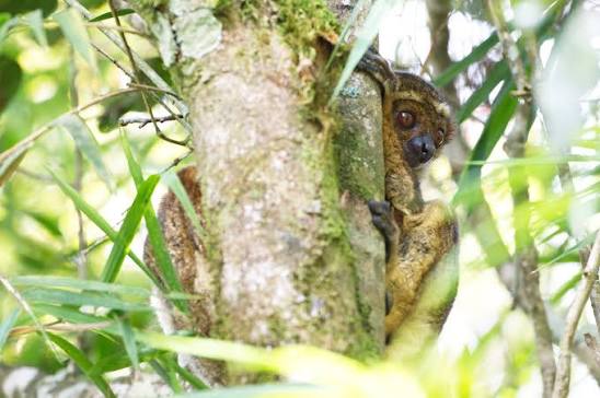 Peyrieras' woolly lemur in Ranomafana National Park