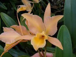 Cattleya Orchidaceae Image 20341 At Phytoimages Siu Edu Cattleya Orchid Flower Orchid Care