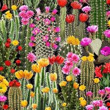 ¿qué tipos de cookies hay? Cactus Con Flores Cuanto Duran Tipos Y Mas
